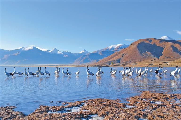 བོད་ལྗོང་ཀྱིས་ཐབས་མང་མཉམ་སྤྱོད་སྒོས་རི་སྐྱེས་སྲོག་ཆགས་དང་རྩི་ཤིང་ལ་སྲུང་སྐྱོབ་ལེགས་པོ་བྱས།