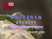 སྦྲུལ་གྱིས་རྨུག་པའི་རྨ་ཁར་མགྱོགས་མྱུར་གྱིས་ཐག་གཅོད་བྱ་ཐབས། 