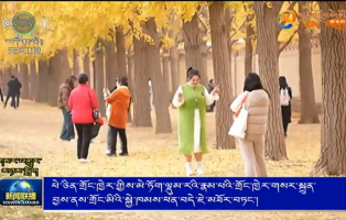 པེ་ཅིན་གྲོང་ཁྱེར་གྱིས་མེ་ཏོག་ལྡུམ་རའི་རྣམ་པའི་གྲོང་ཁྱེར་གསར་སྐྲུན་བྱས་ནས་གྲོང་མིའི་སྐྱེ་ཁམས་ཕན་བདེ་ཇེ་མཐོར་བཏང་།