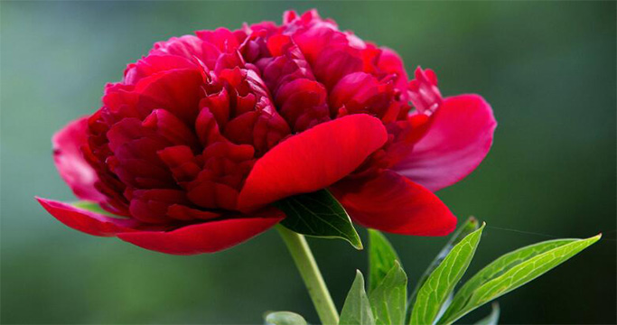 མེ་ཏོག་གསོས་ན་ལུས་ཟུངས་གསོ་ཐུབ་བམ།